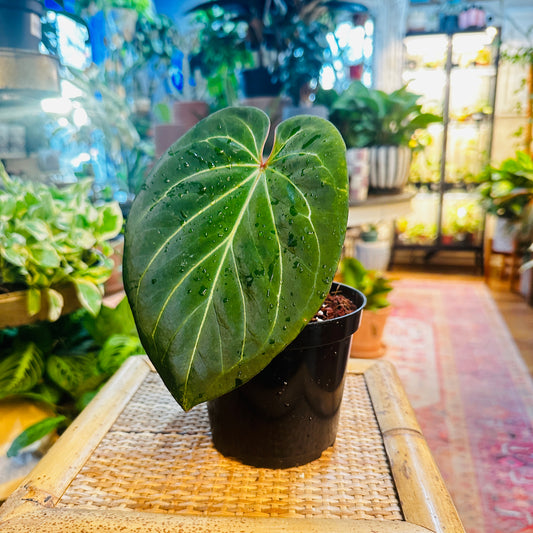 Anthurium ‘King of Spades’