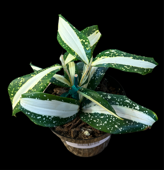 Dracaena 'Surculose-Milky Way'