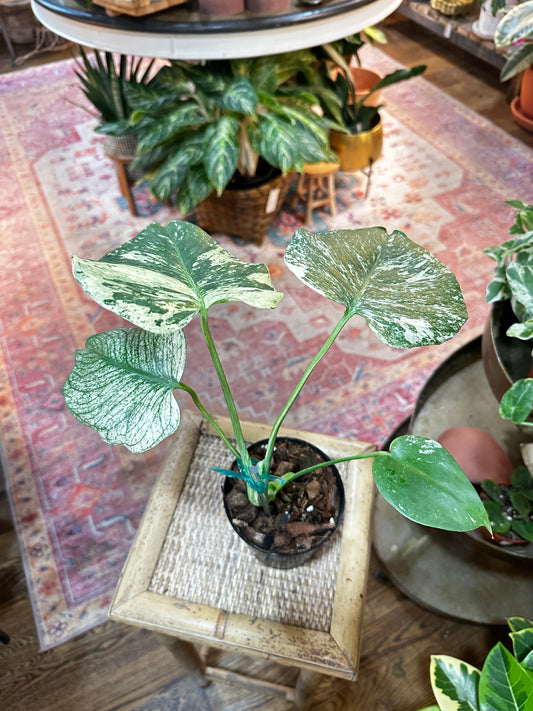 Monstera 'White Monster’ (Deliciosa Variegata)