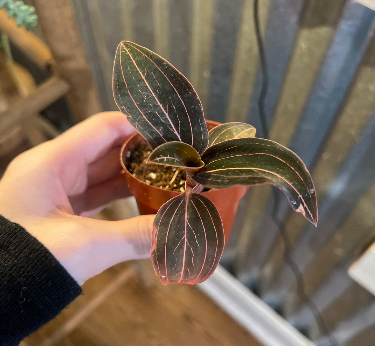 Jewel orchid 3” pot