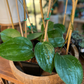 Hoya 'Latifolia' 'Dinner Dish' (on/Trellis)