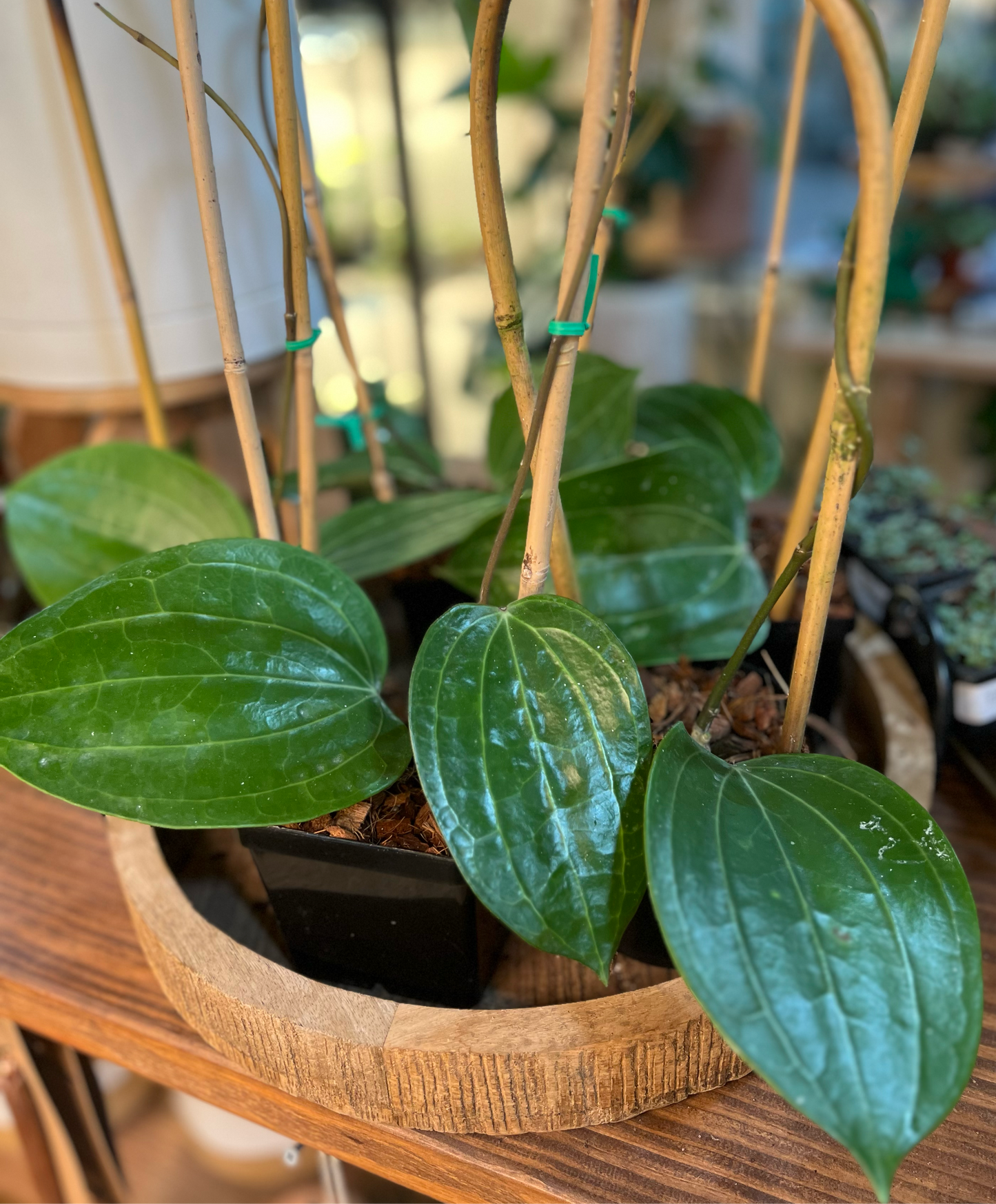 Hoya 'Latifolia' 'Dinner Dish' (on/Trellis)