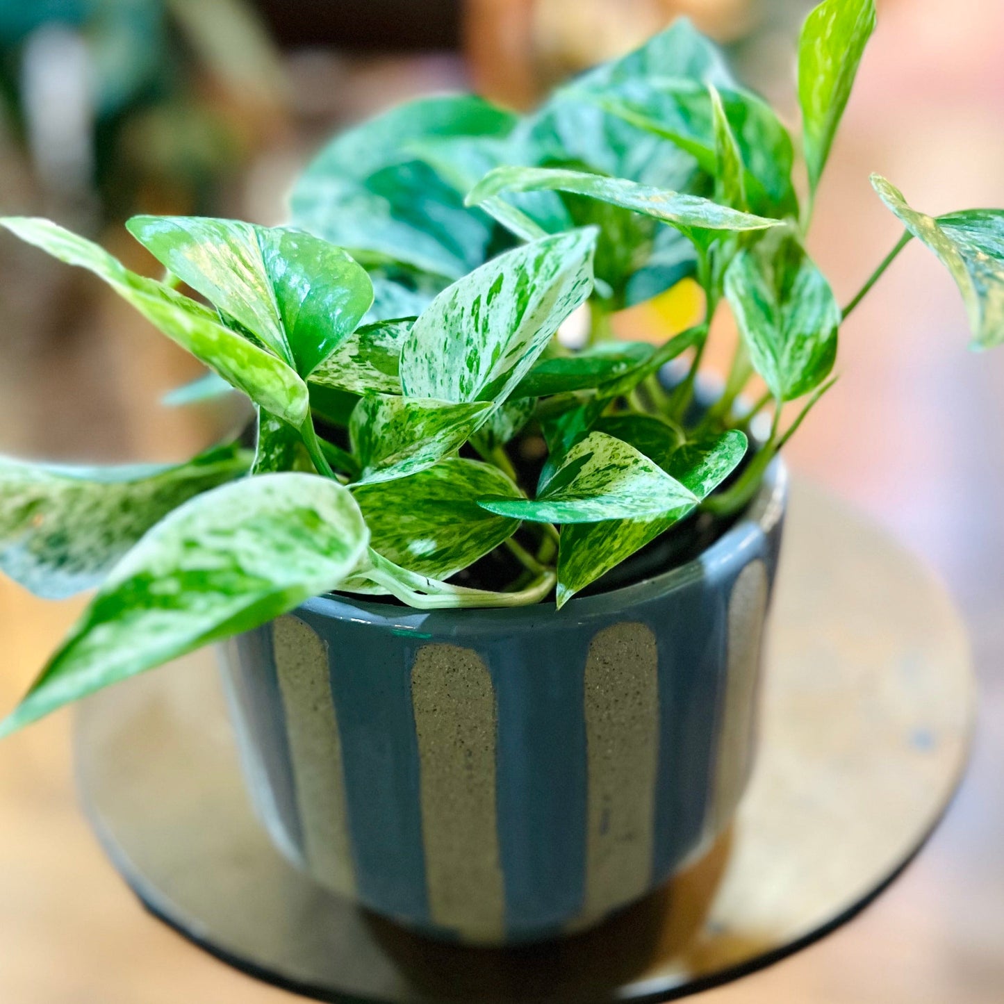 Glazed striped cache planter with pothos marble queen