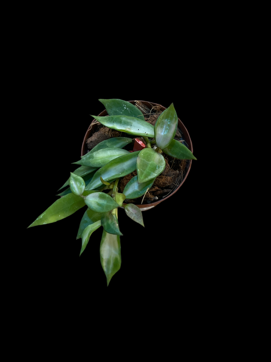 Hoya lacunosa variegated