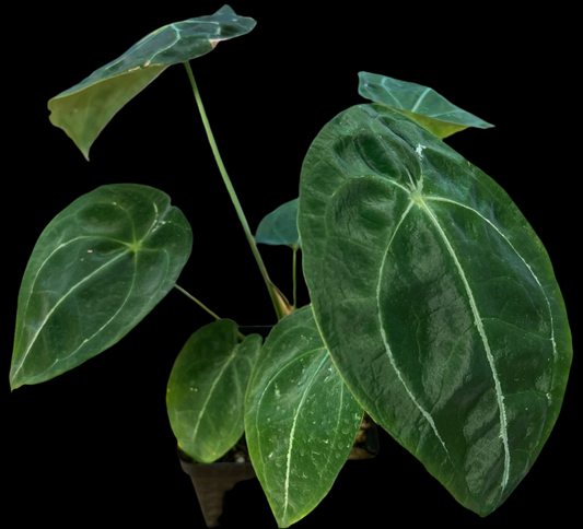 Anthurium 'Vittarifolium x Forgetii’