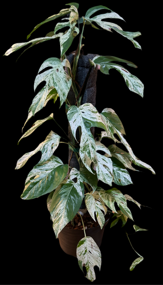 Epipremnum 'Pinnatum' Marble Variegated’ (on/Pole)