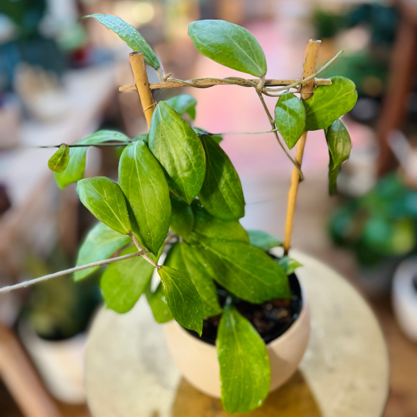 Hoya 'Camphorifolia' on Trellis