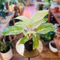 Aglaonema 'Sundrop'