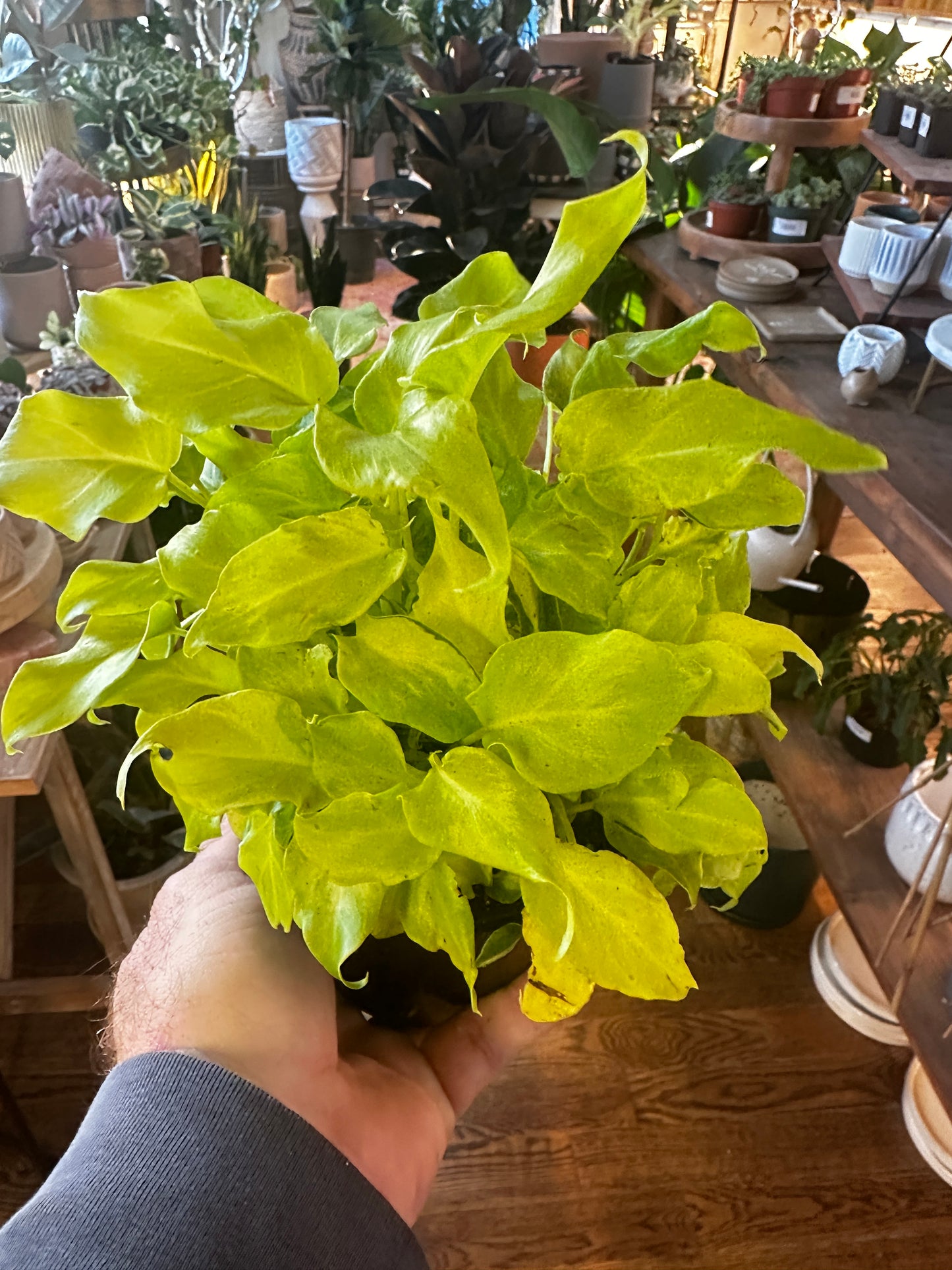 Philodendron (Rare) 'Xanadu Lime Variegated’