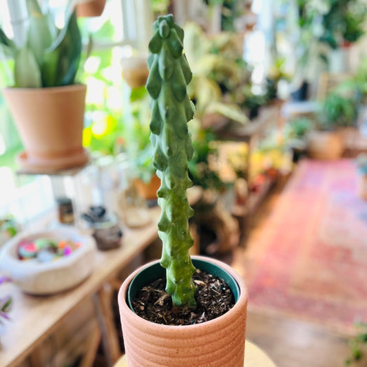 Cactus  Boobie ‘Myrtillocactus Geometrizans’