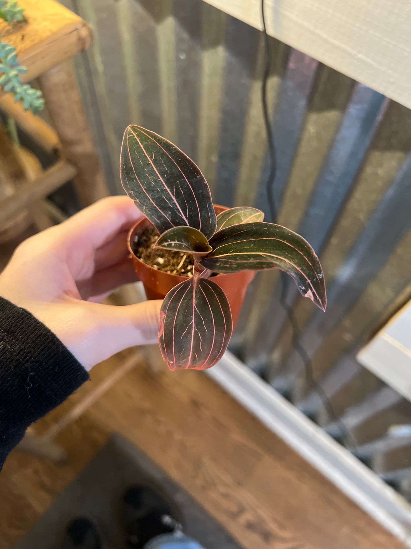 Jewel orchid 3” pot