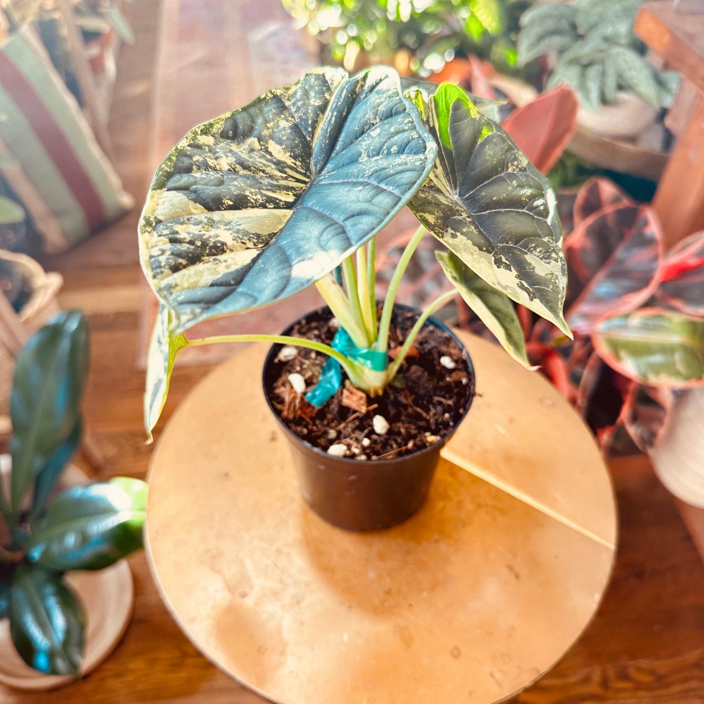 Alocasia 'Baginda - Dragon Scale Variegated’