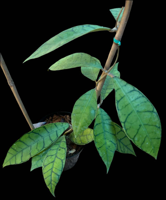 Hoya 'Callistophylla - Indonesia' (on/Trellis)