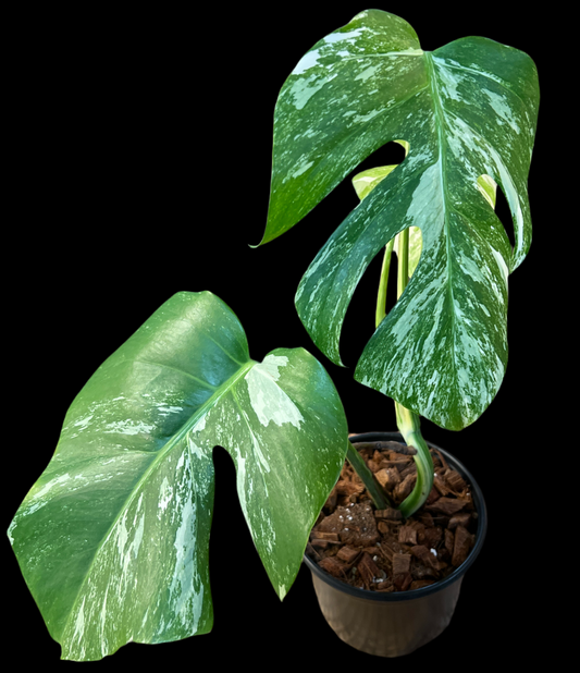 Monstera 'Albo' (small well rooted)