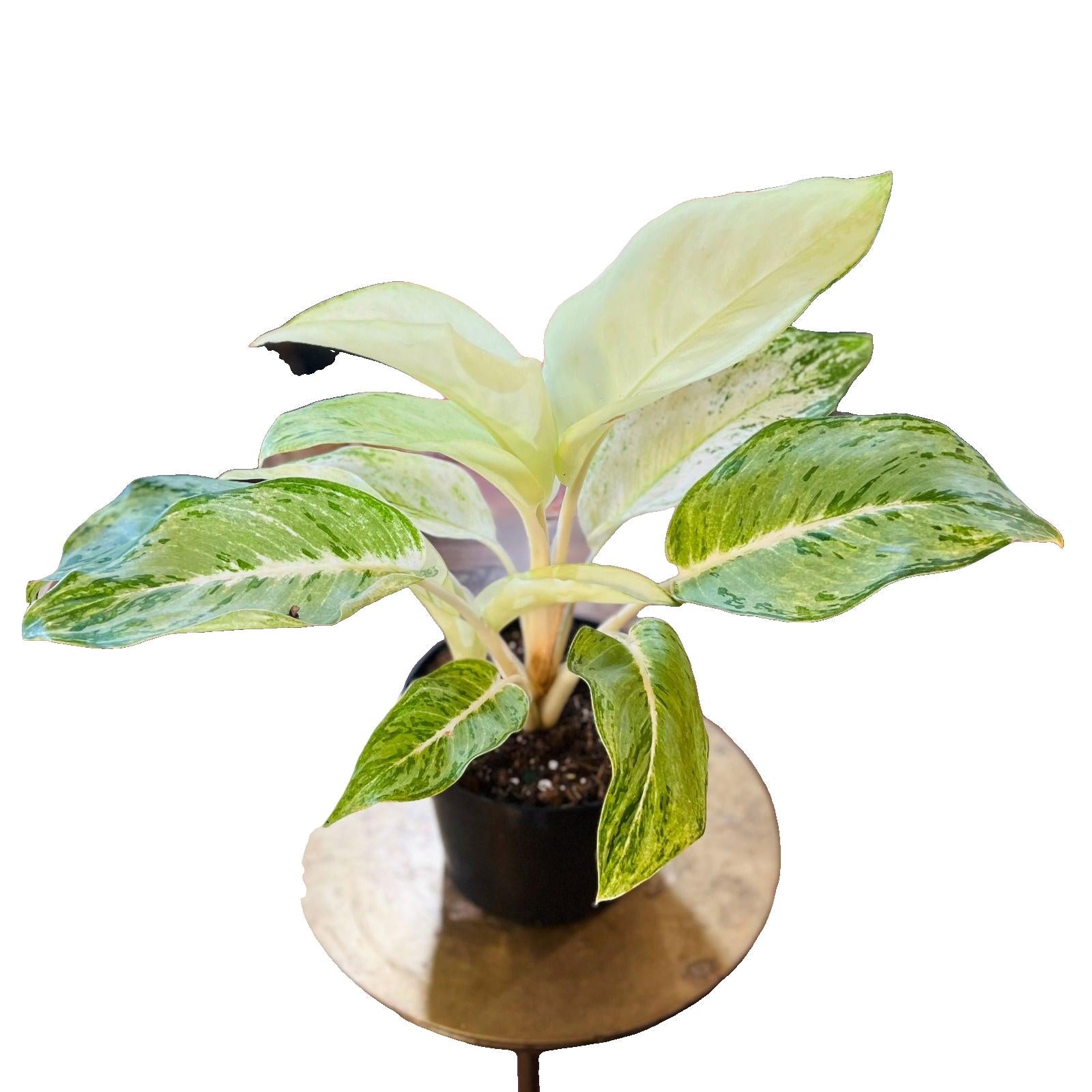 Aglaonema 'Sundrop' - Hidden Seed Plant Shop