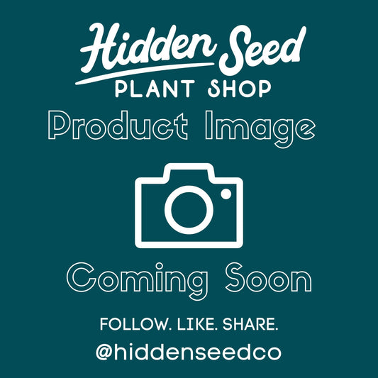 Alocasia ‘Reginae-Silver Velvet’-available at Hidden Seed Plant Shop