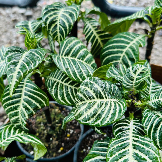 Aphelandra ‘Zebra Plant’-available at Hidden Seed Plant Shop