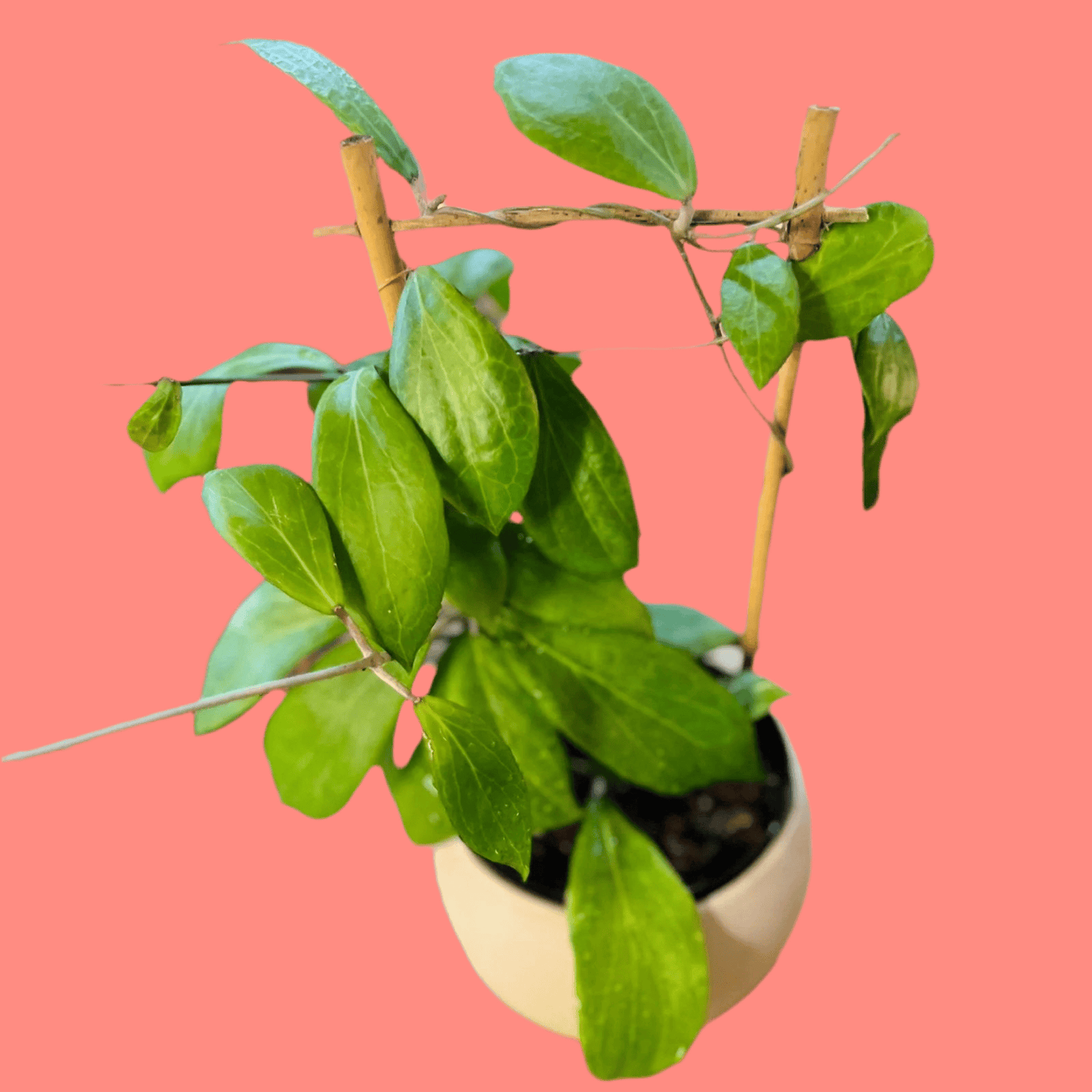 Hoya 'Camphorifolia' on Trellis