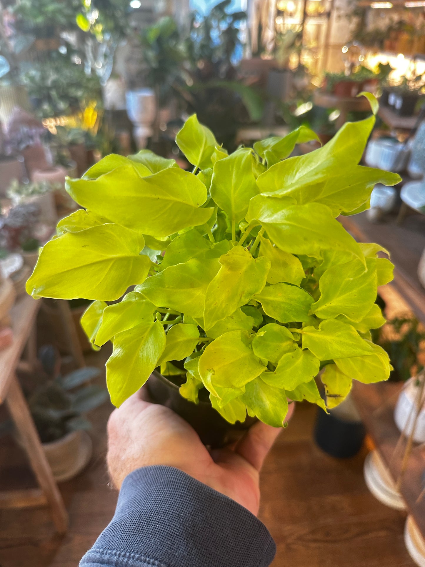 Philodendron (Rare) 'Xanadu Lime Variegated’