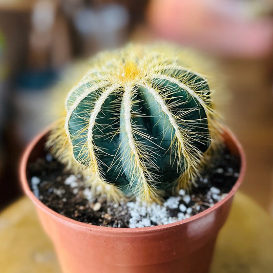 Balloon Cactus (Parodia Magnifica) 6”-available at Hidden Seed Plant Shop
