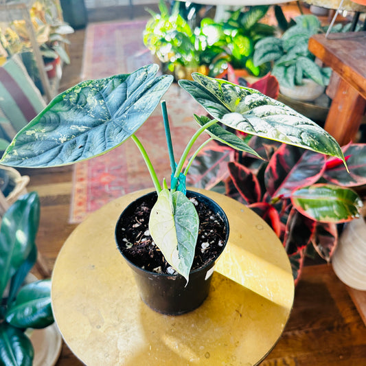 Alocasia 'Baginda - Dragon Scale Variegated’