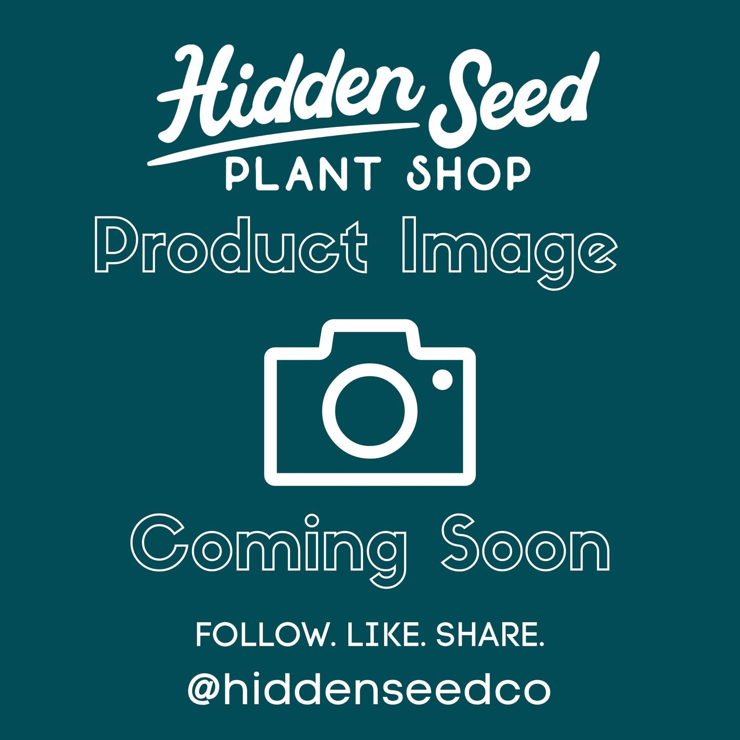 Epipremnum giganteum variegated-available at Hidden Seed Plant Shop