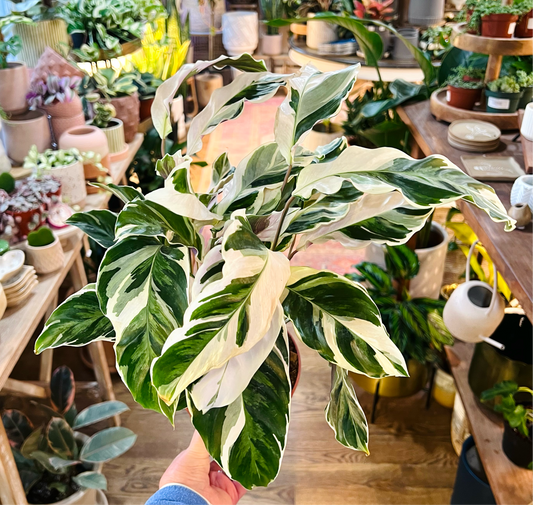 Calathea White Fusion