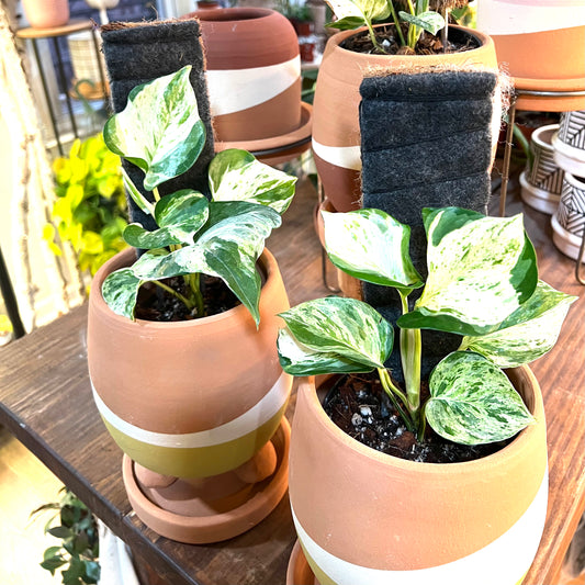 Pothos Manjula