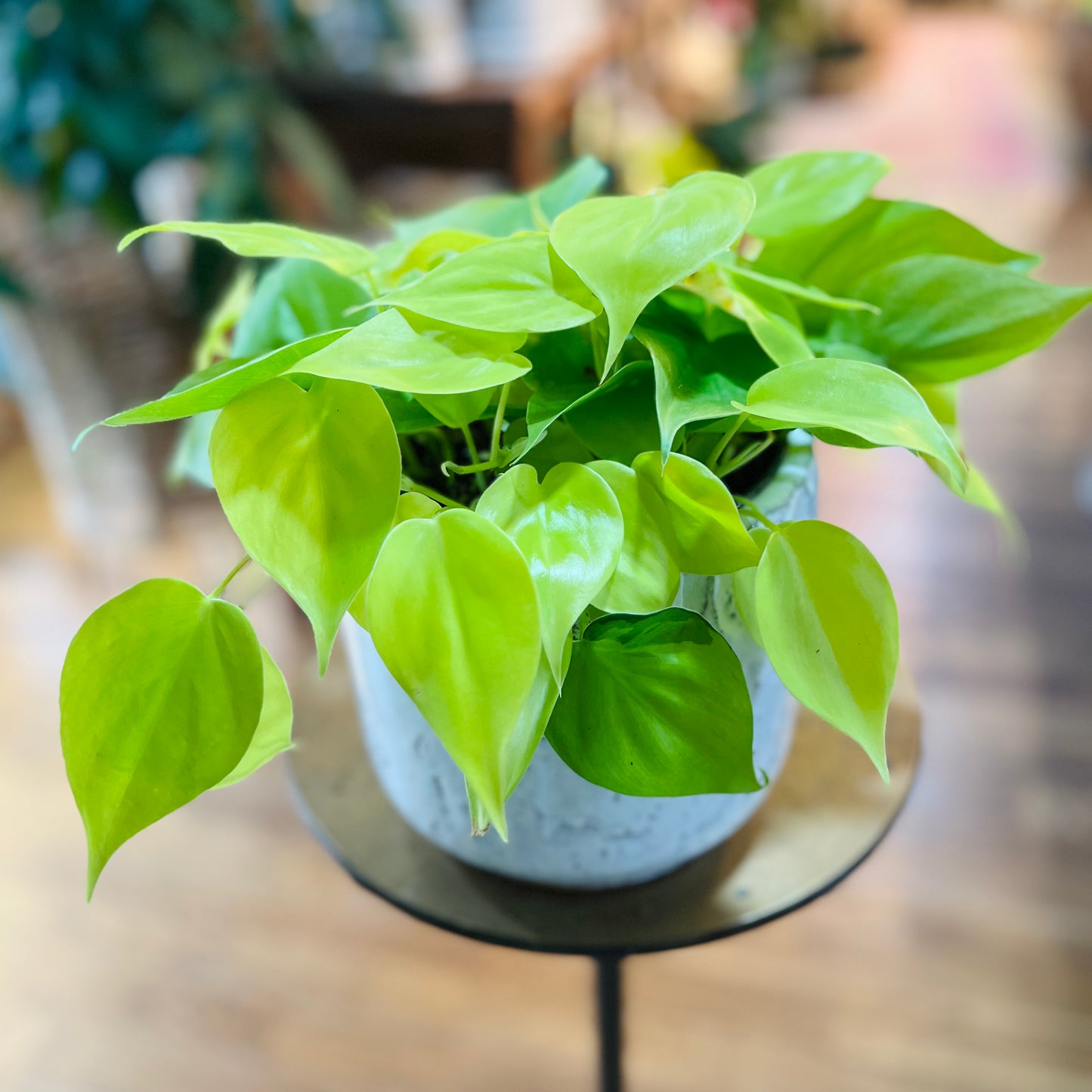 Philodendron lemon lime vine