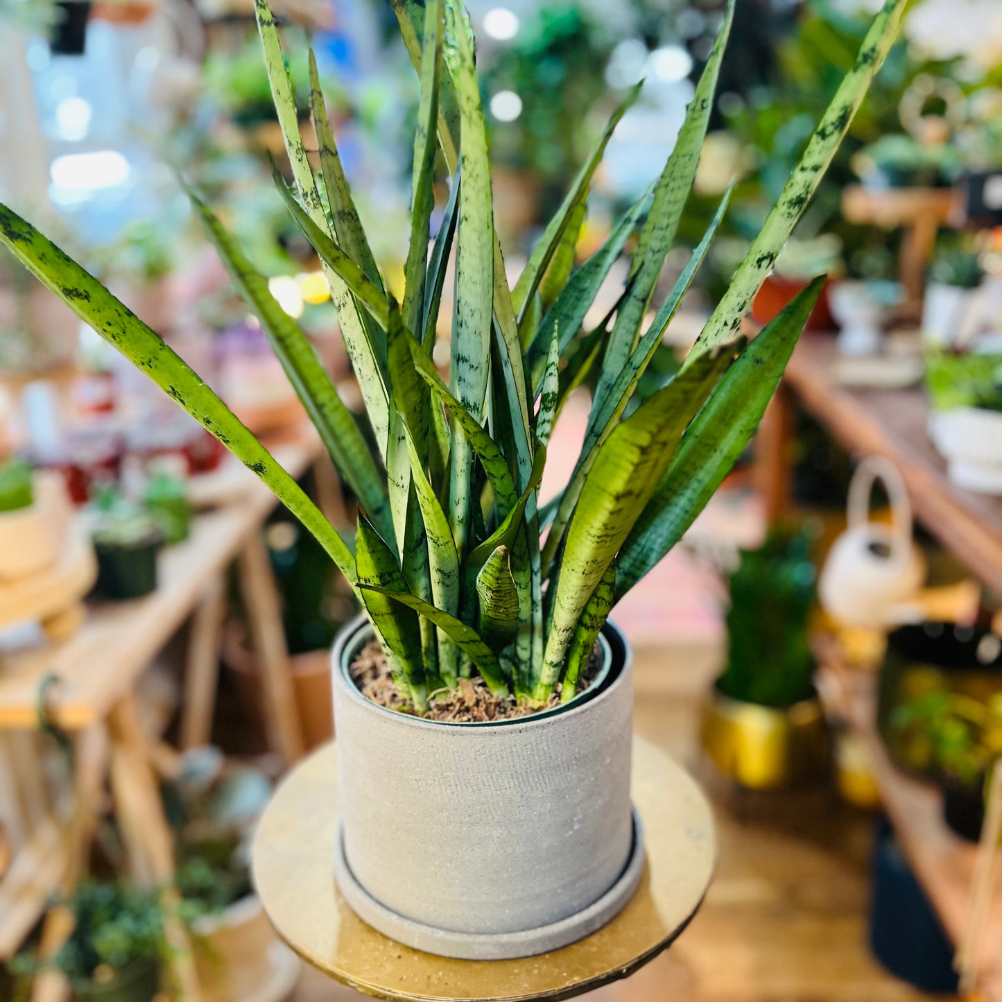 6” Grey ceramic planter (w/saucer) silver streak snake plant