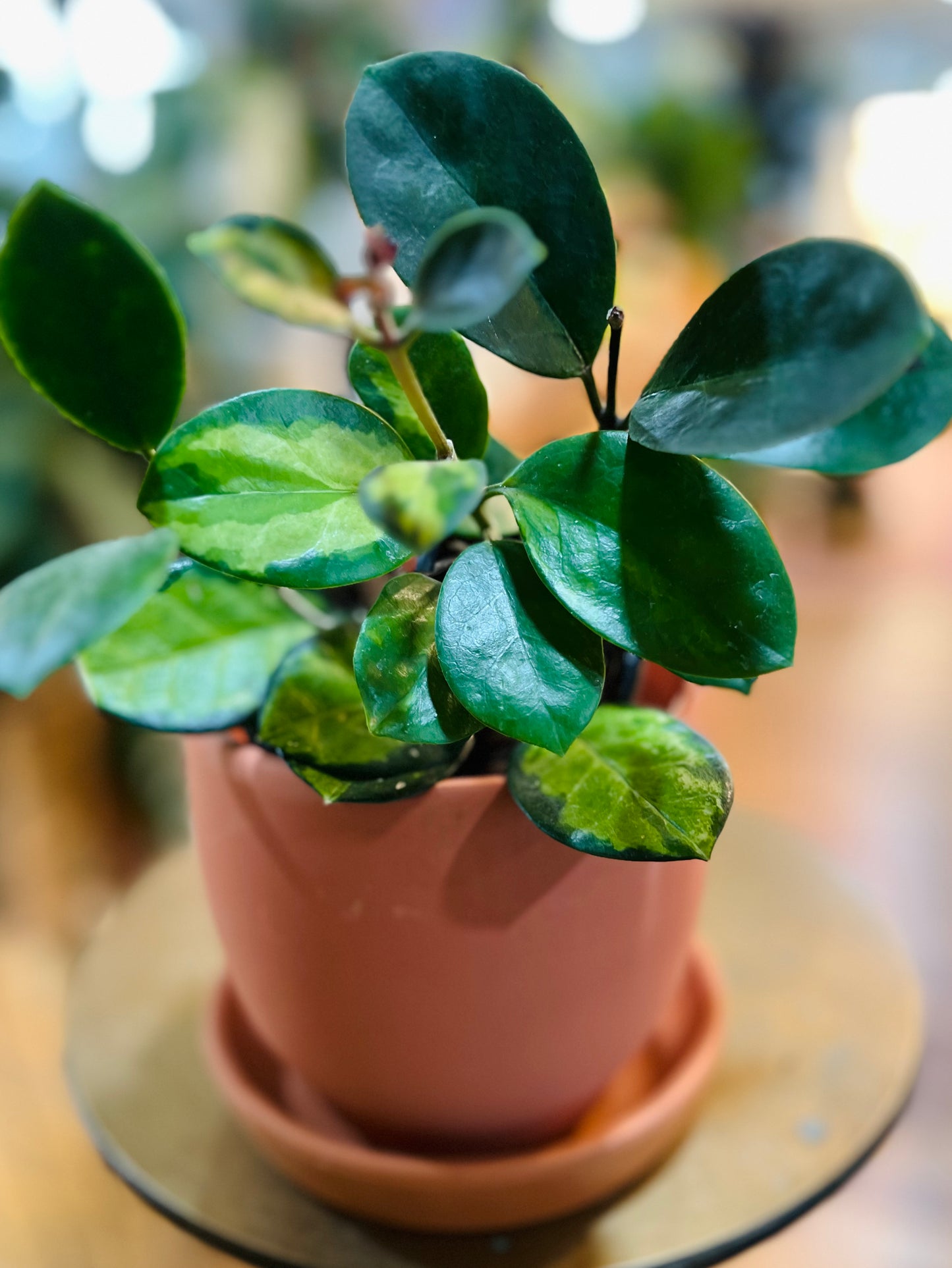 Terracotta (w/saucer) pot with Hoya Lisa