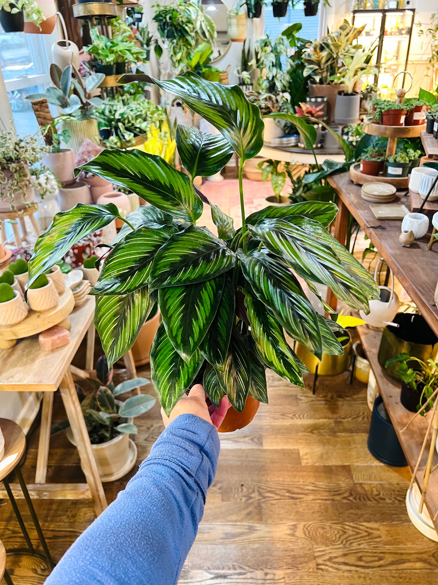 Calathea Beauty Star