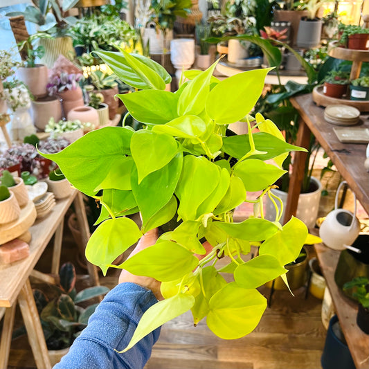 Philodendron lemon lime vine