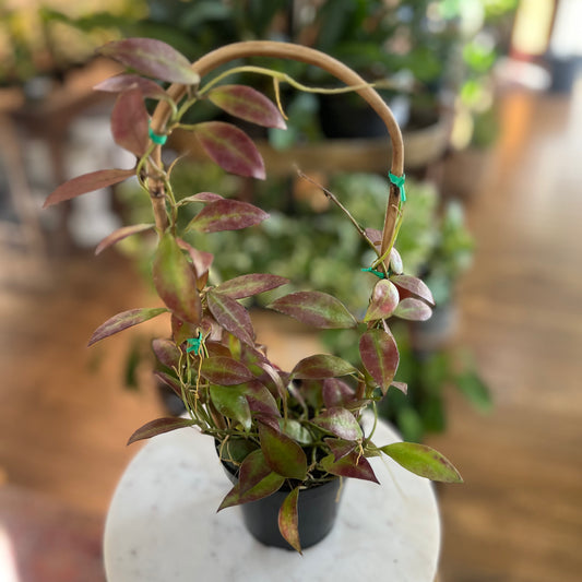 Hoya 'Walliniana' (on/Trellis)