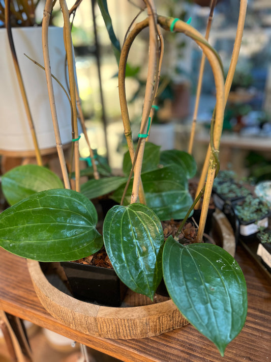 Hoya 'Latifolia' 'Dinner Dish' (on/Trellis)