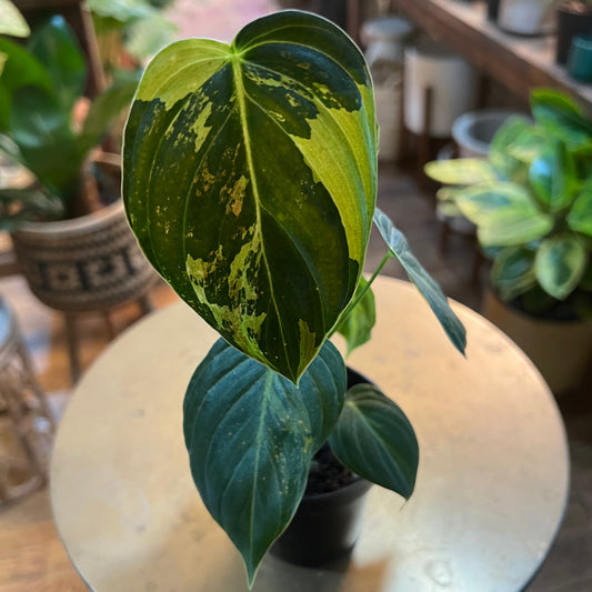 Philodendron 'Melanocrysum Variegated’