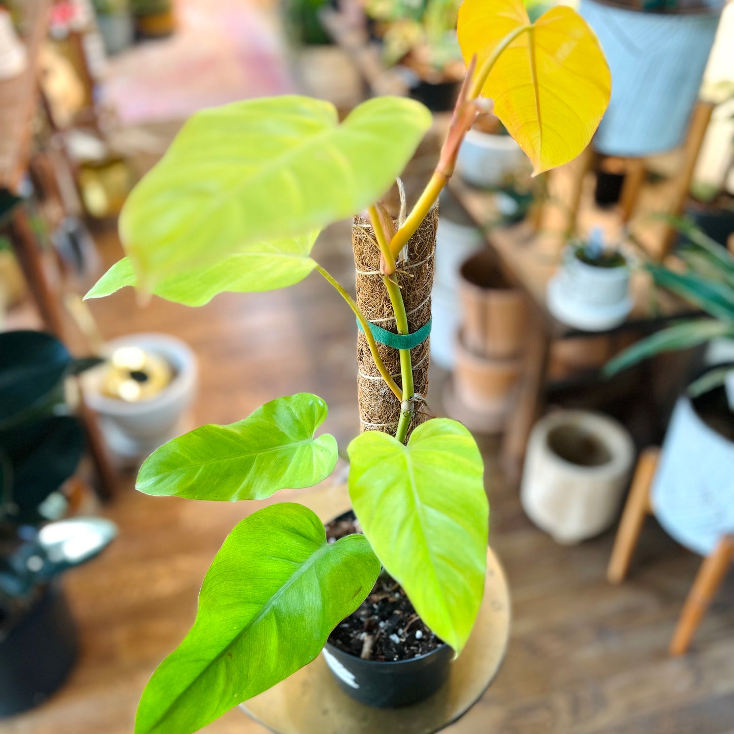 Philodendron ‘Golden Erubescens’ (with coco coir pole)