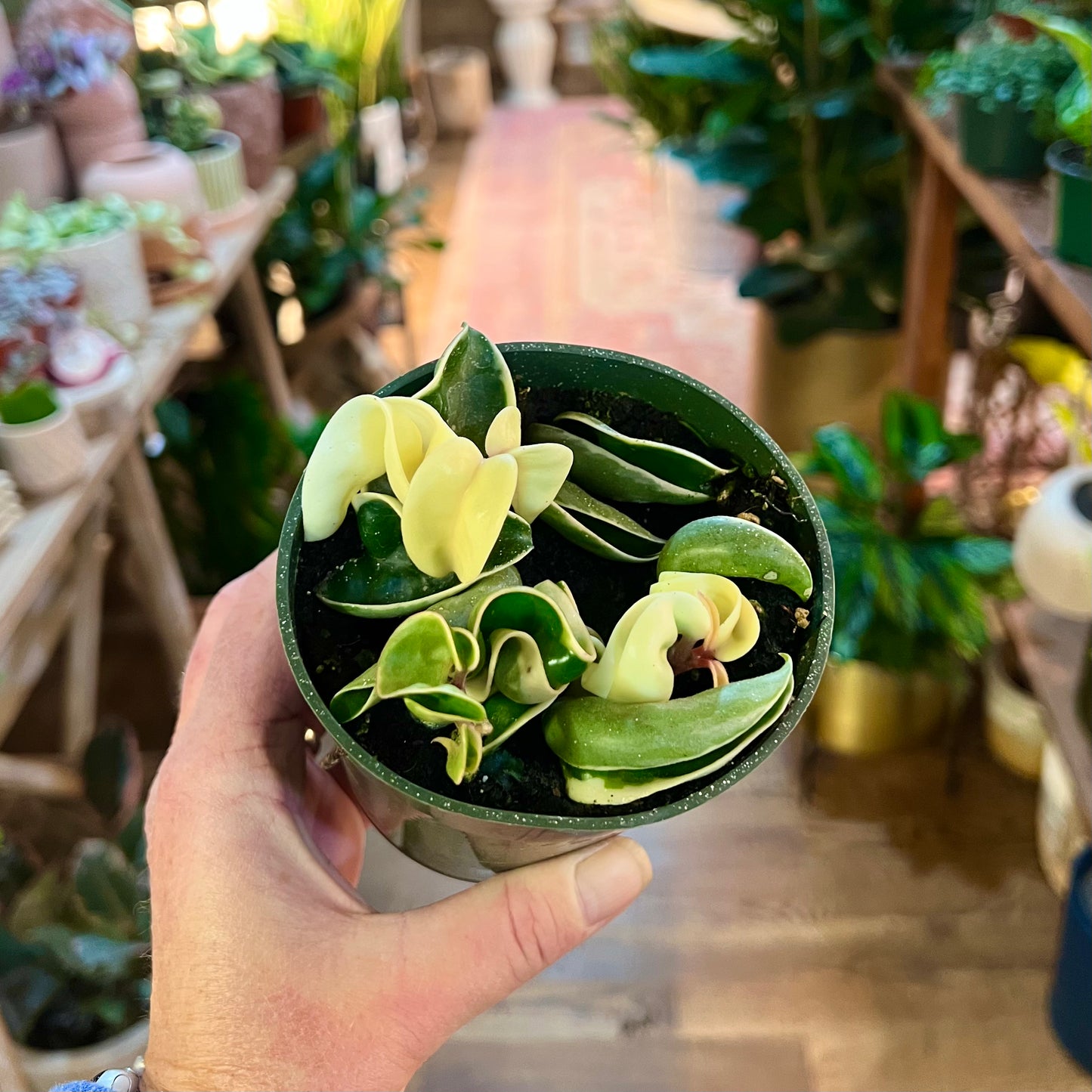 Hoya ‘Hindu Rope Variegata’