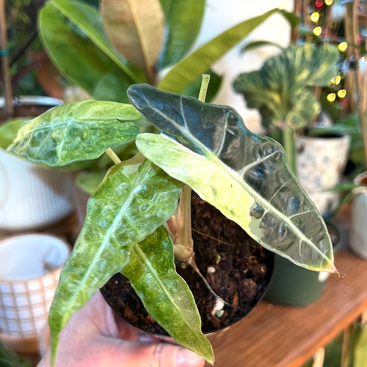 Alocasia 'Amazonica' 'Polly' Variegated