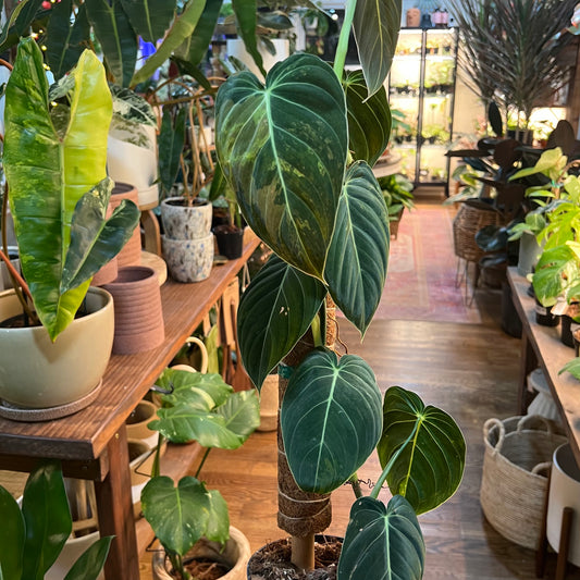 Philodendron 'Melanocrysum' Variegated