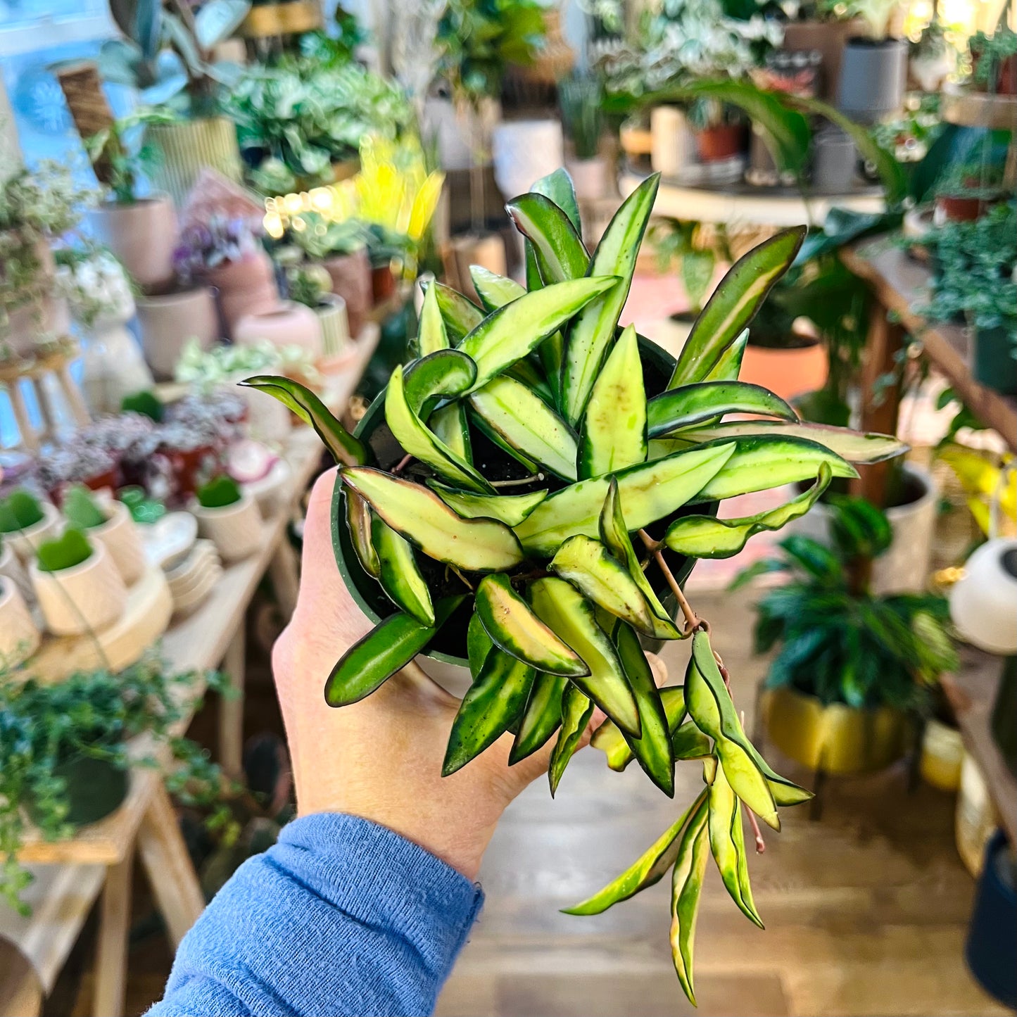 Hoya 'Wayetti Variegata'