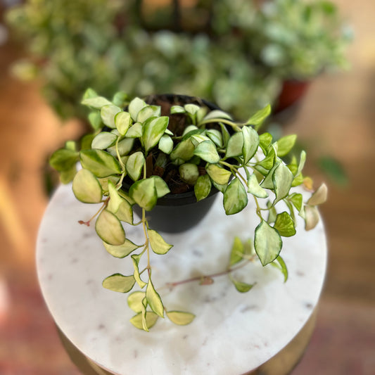 Hoya 'Heuschkeliana' Variegated