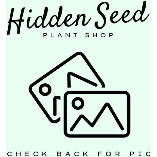 Hand Ring Holder-available at Hidden Seed Plant Shop