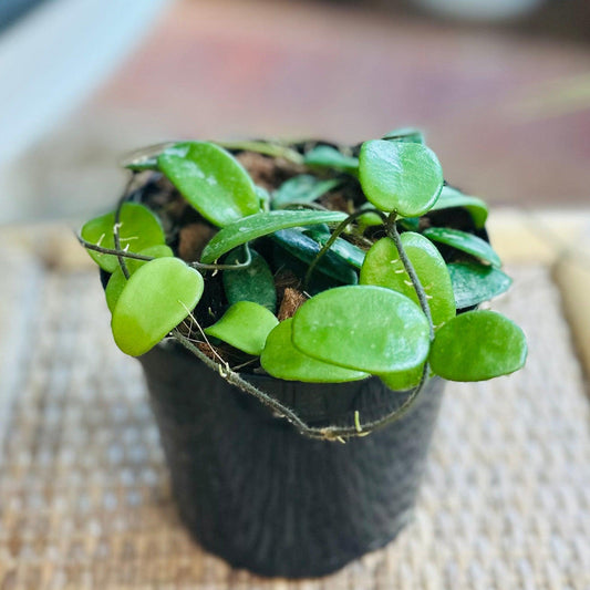 Hoya 'LYI'-available at Hidden Seed Plant Shop