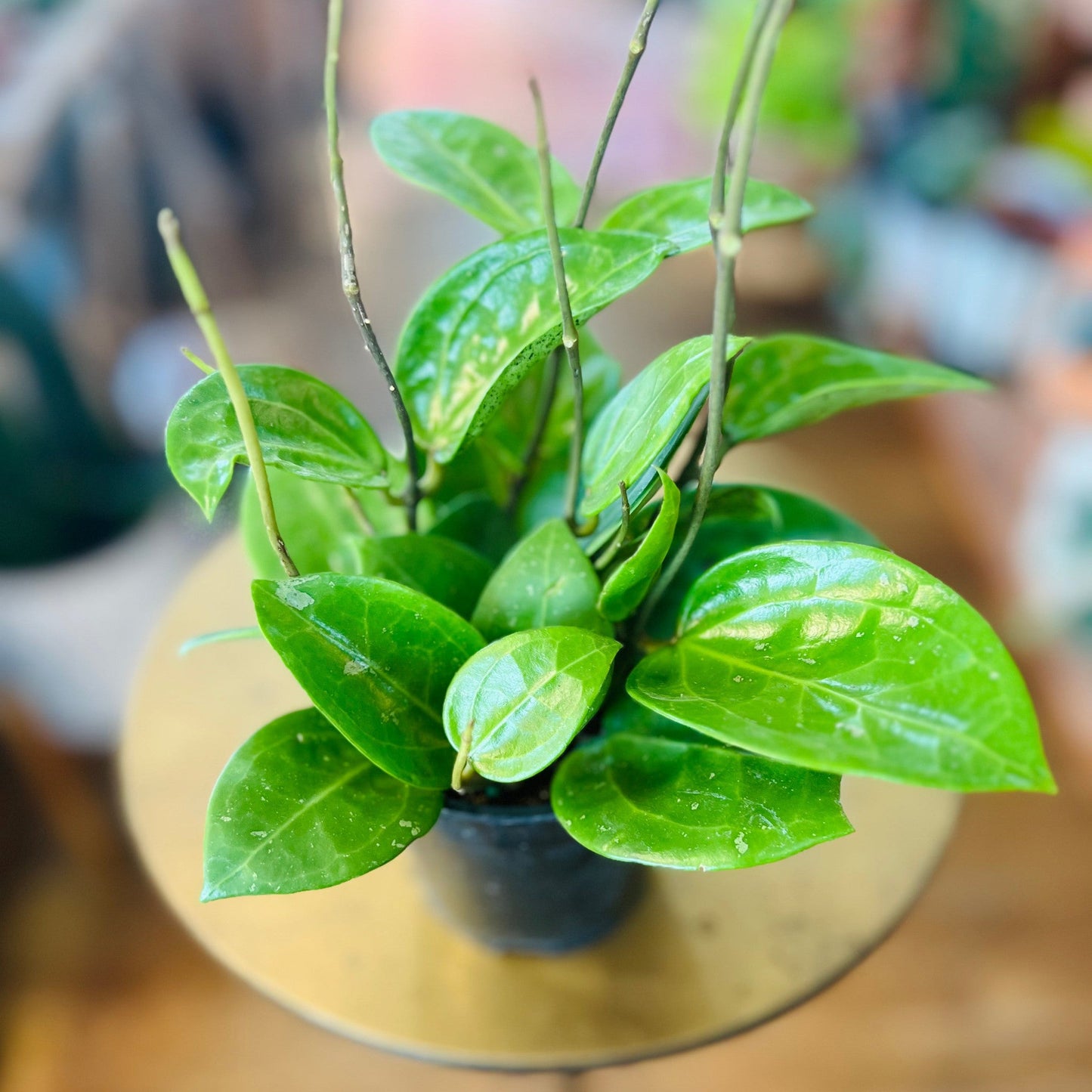 Hoya Parasitica 'Splash'-available at Hidden Seed Plant Shop