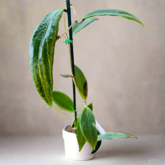 Hoya 'Benguetensis' - Hidden Seed Plant Shop