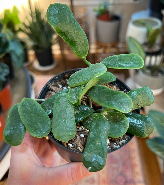 Hoya Roundiflora 4”