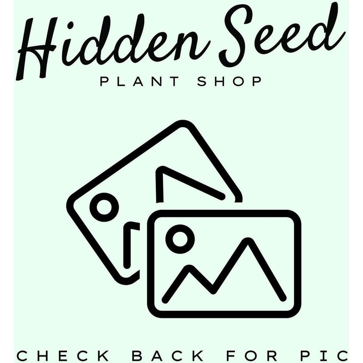 Leaf Etched Planter 6"-available at Hidden Seed Plant Shop
