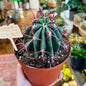 Mexican Fire Barrel Cactus-available at Hidden Seed Plant Shop