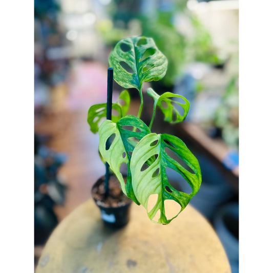 Monstera Adansonii Aurea-available at Hidden Seed Plant Shop